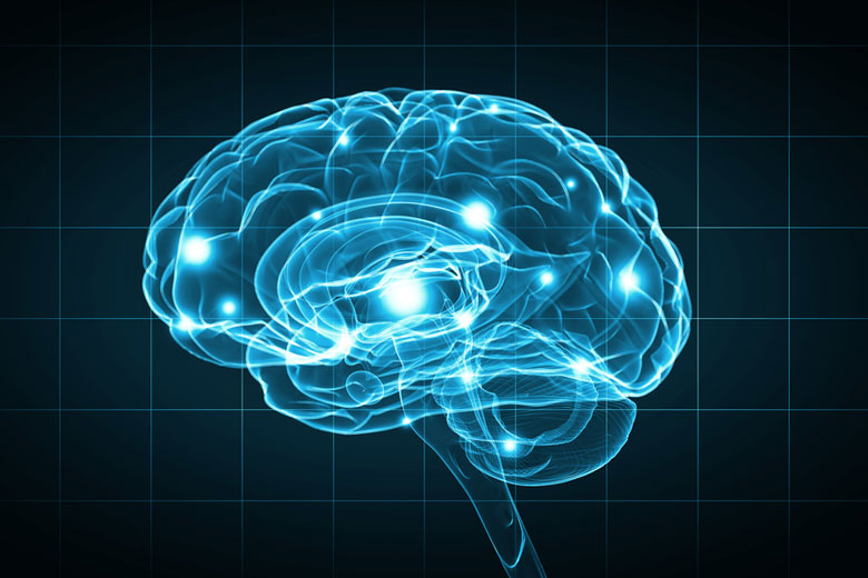 Somatic Brain The brain